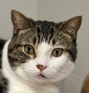 Vmaster税理士事務所 ねこ社員 らい
