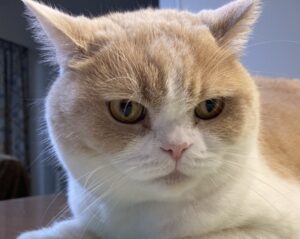 Vmaster税理士事務所 ねこ社員 もな